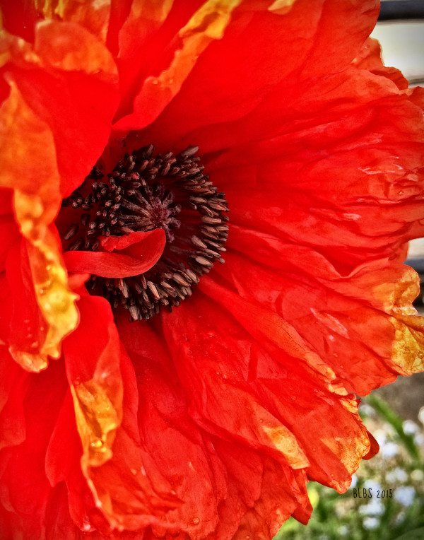 Bright Poppy, Side View by Barbara Storey