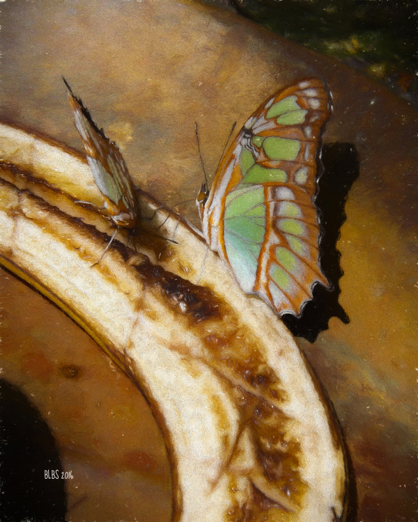 Butterfly Breakfast by Barbara Storey