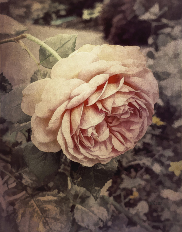 Faded Pink Rose by Barbara Storey