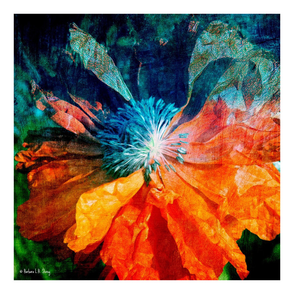 Wild Flame Poppy by Barbara Storey