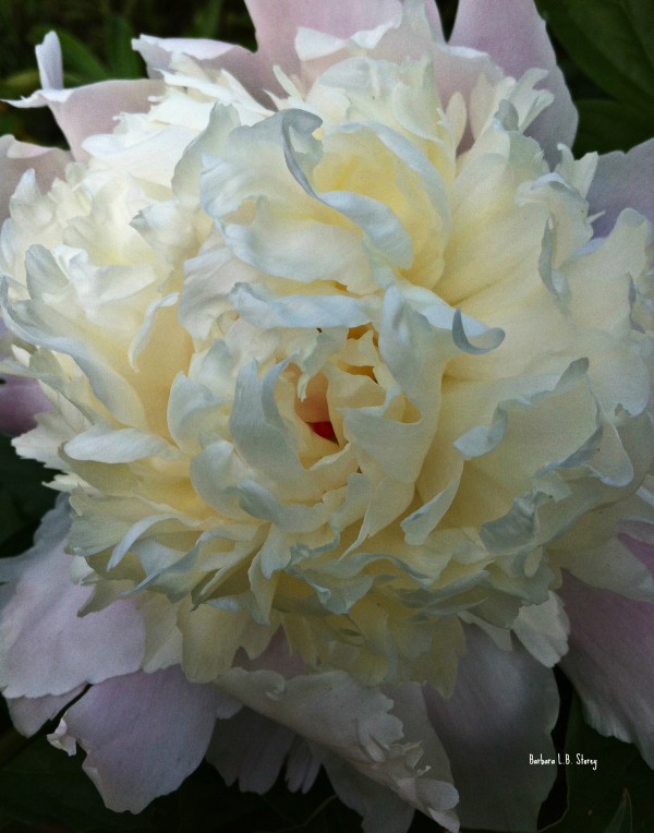 Peony Bloom by Barbara Storey