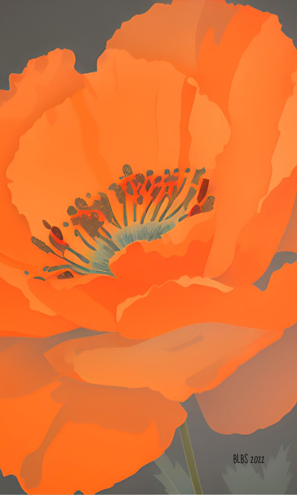 Orange Moroccan Poppy by Barbara Storey