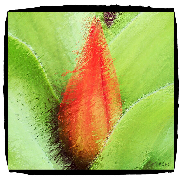 Painted Tulip by Barbara Storey