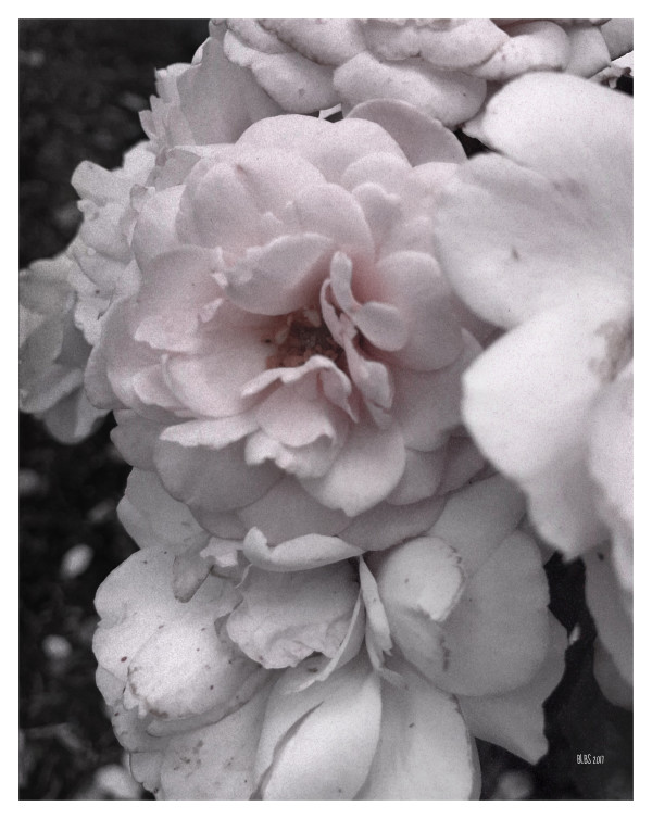 Pale Summer Roses by Barbara Storey