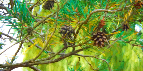 Pine Bough by Barbara Storey