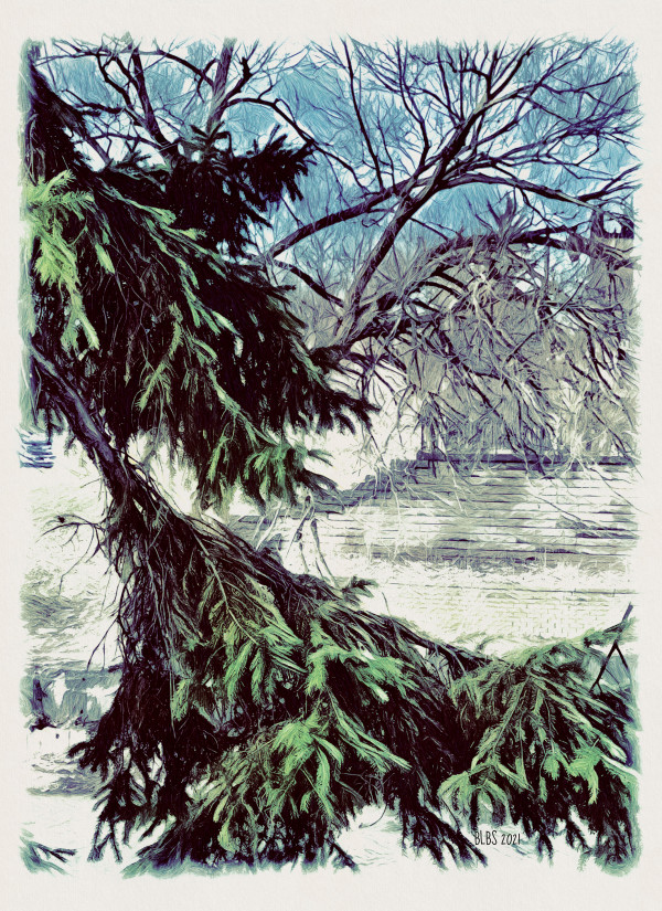 Evergreen in Winter by Barbara Storey