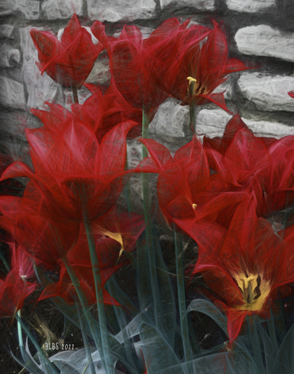 Red Tulips Against Stone Wall