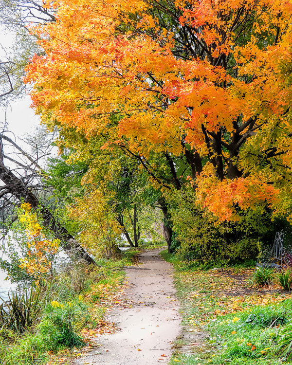 Riverside Path in Autumn by Barbara Storey