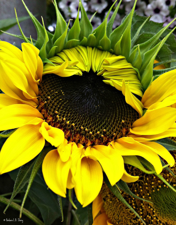 Bright Sunflower by Barbara Storey