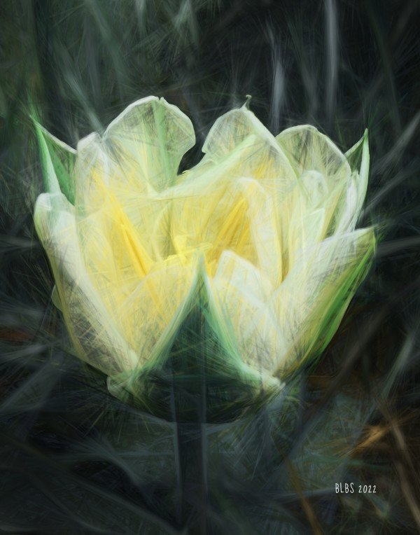 Tulip Magic by Barbara Storey