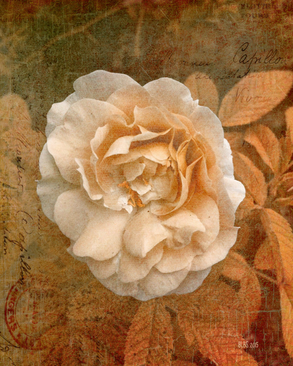 Vintage Copper Rose by Barbara Storey