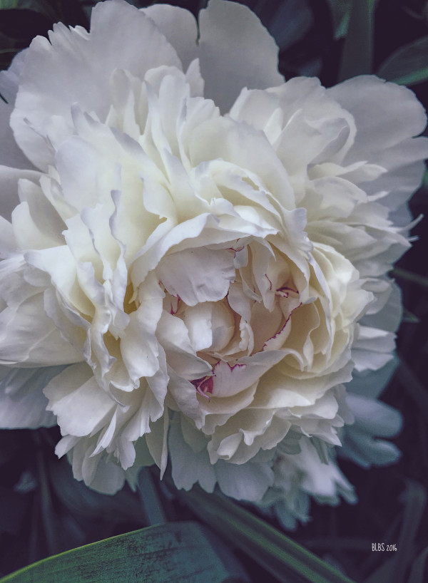 White Peony with Red Edges by Barbara Storey
