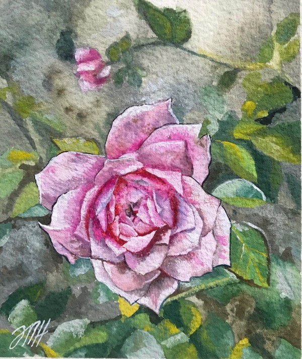 Garden Rose by Melissa Hartley