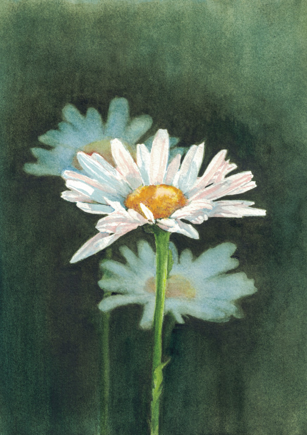 Daisy by Tia Sunshine Art