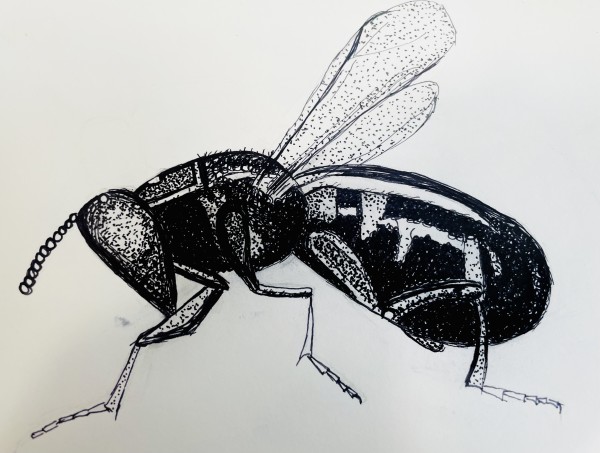 La Mosca 2 by Diego Herrera