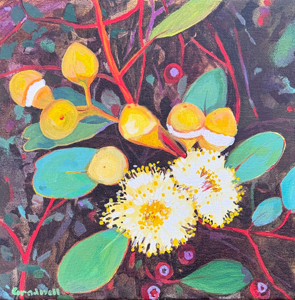 Mallee Bloom by Kate Gradwell