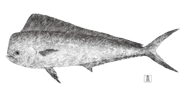 Mahi Mahi (Dolphin Fish) by Elizabeth Hasegawa Agresta