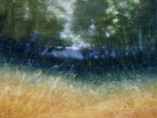 Fields & Forests by Elizabeth Hasegawa Agresta