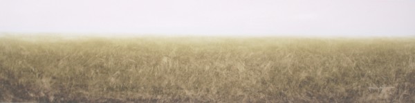 The American Landscape:  Grasslands by Elizabeth Hasegawa Agresta
