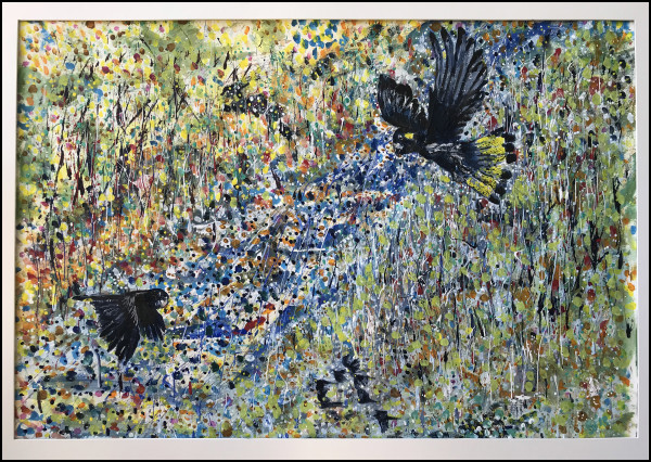 Black cockatoo by Geoff Hargraves