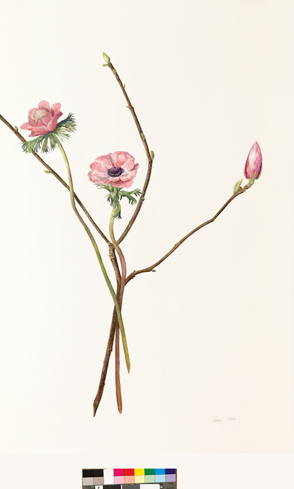 Magnolia and anemone by Karen Aarre