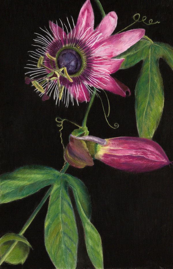Passion Flower by Karen Aarre