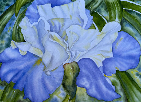 Lavande Iris by Sarah Scott Falk