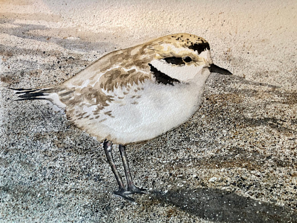 Western Snowy Plover by Sarah Scott Falk, Image 1.