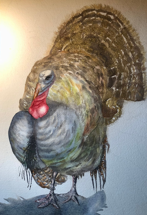 Wild Turkey by Sarah Scott Falk