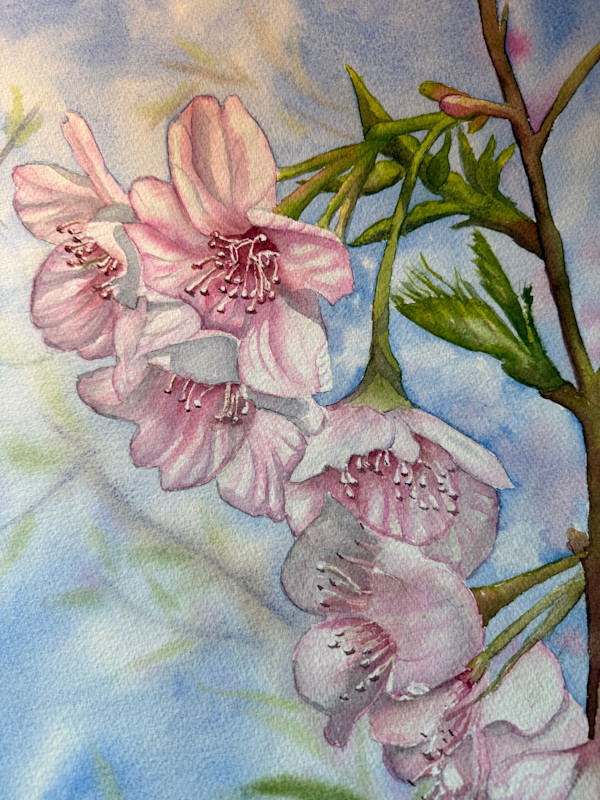 Talmage Cherry Blossom by Sarah Scott Falk, Image 1.