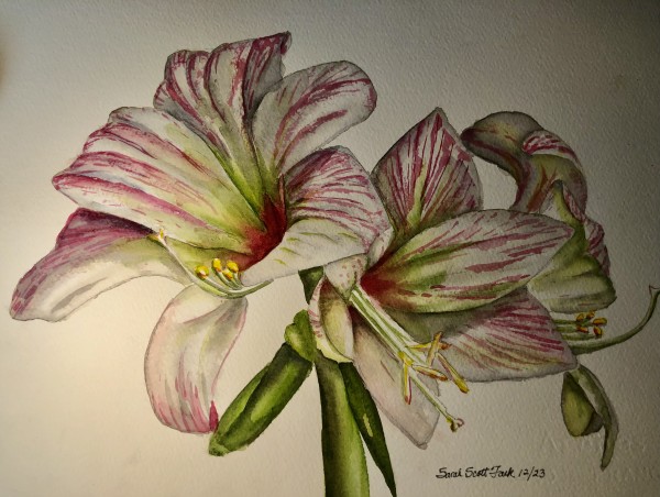 Pinkish Amaryllis by Sarah Scott Falk