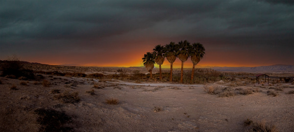 Desert Oasis by Sandra Swan
