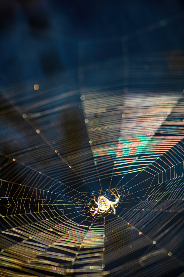 Web of Life by Sandra Swan