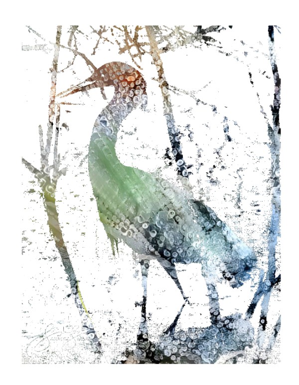 Snowy Egret by Sandra Swan