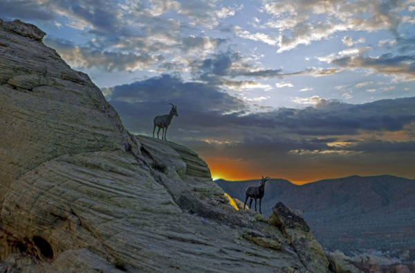 Bighorn Sheep Sunrise by Sandra Swan