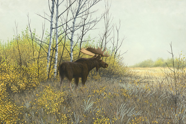 Prairie Monarch | Moose