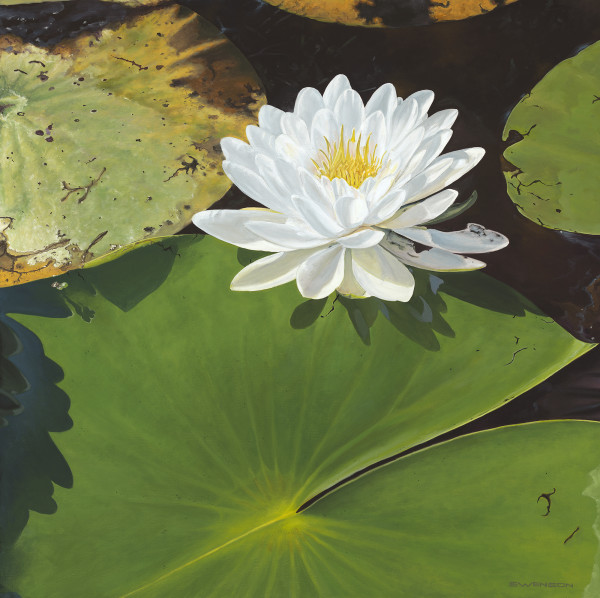 Radiance | Water Lily