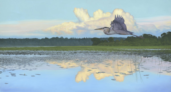 Summer Flight | Heron by Mark H Swenson