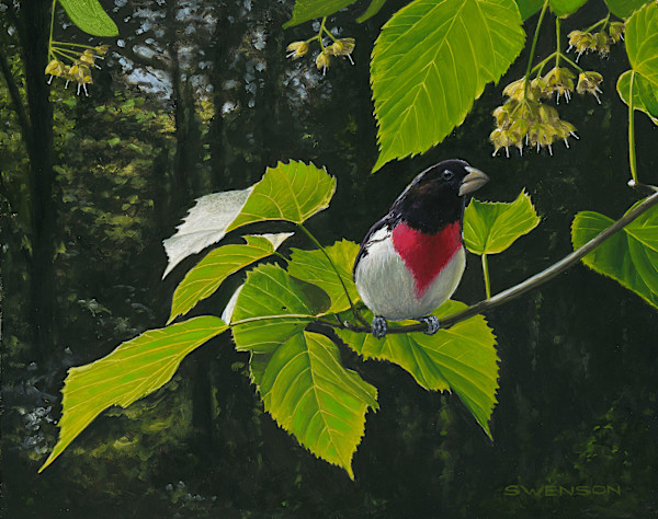 Rose-Breasted Grosbeak by Mark H Swenson