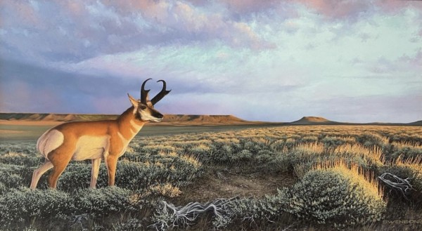 Sage Creek Basin | Antelope
