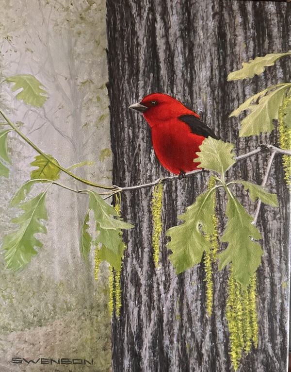 Spring Oak | Scarlet Tanager by Mark H Swenson