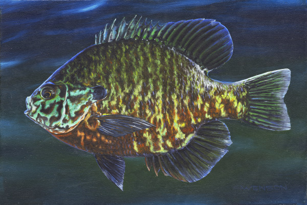 Sunfish by Mark H Swenson