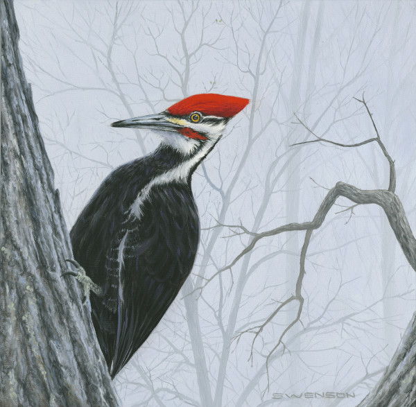 Pileated Woodpecker by Mark H Swenson