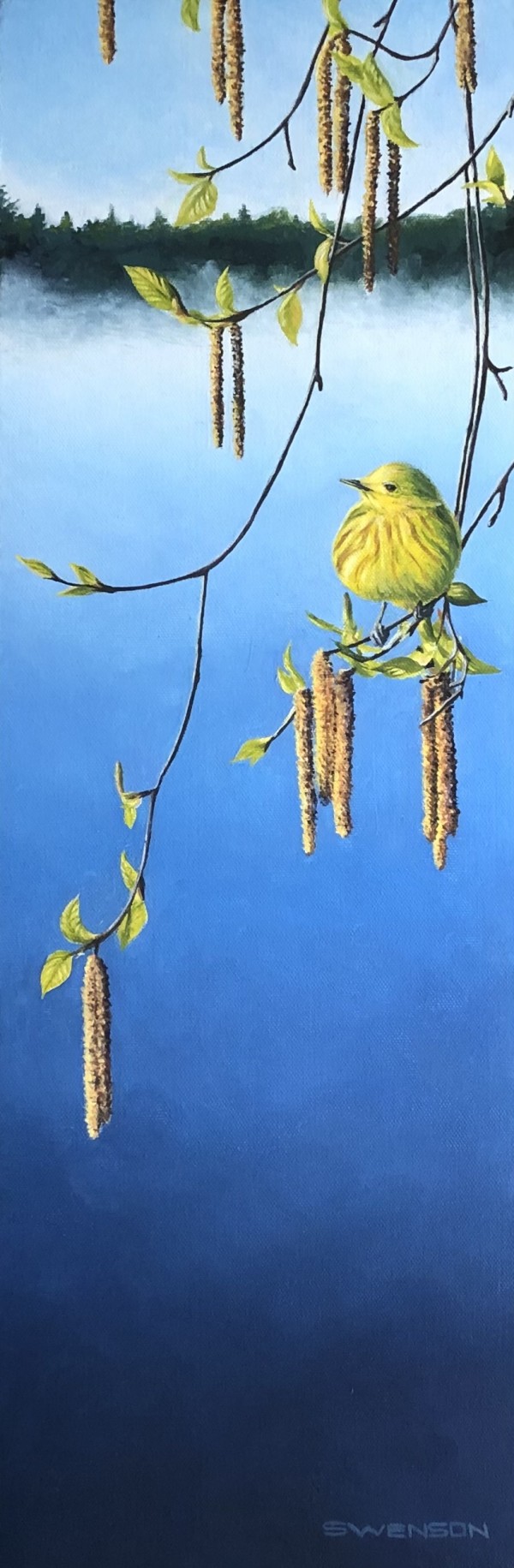 Spring Birch | Yellow Warbler by Mark H Swenson