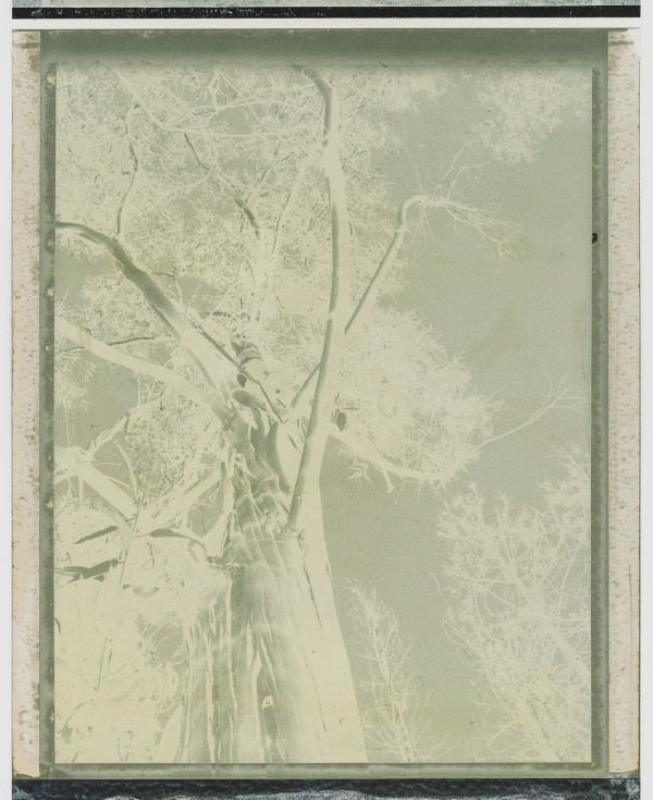 Polaroid Mother Nature VII by Margaret Lansink