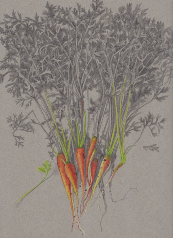 Baby Carrots by Joan Chamberlain