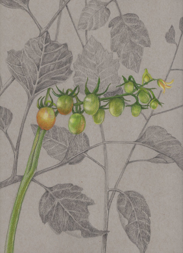 Grape Tomatoes by Joan Chamberlain