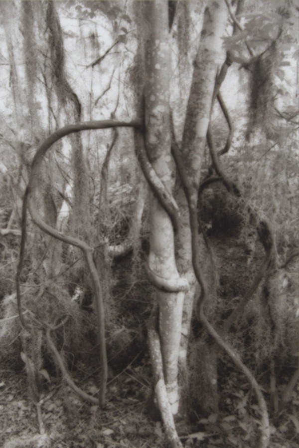 Coquille Bay, Jean Lafitte National Park by Sandra Russell Clark