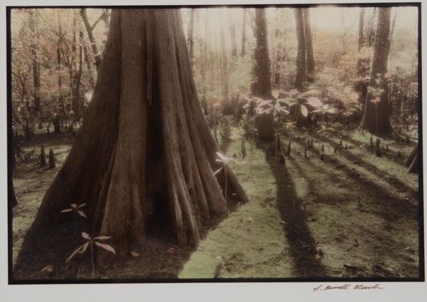 Louisiana Dreamscape #1 - Cypress Knee by Sandra Russell Clark
