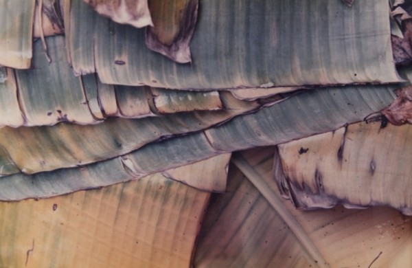 Banana Leaves by Kay Harris DuVernet